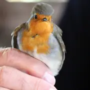Bague à la patte à Terres d'Oiseaux