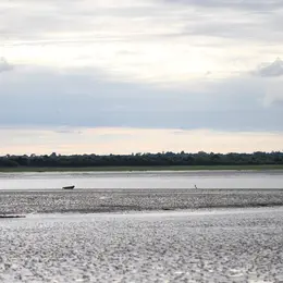 Baie des Veys : ses oiseaux, ses phoques