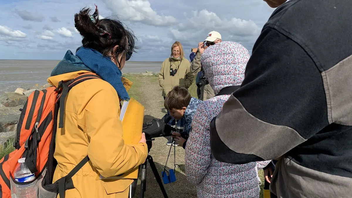 Baie des veys : ses oiseaux, ses phoques