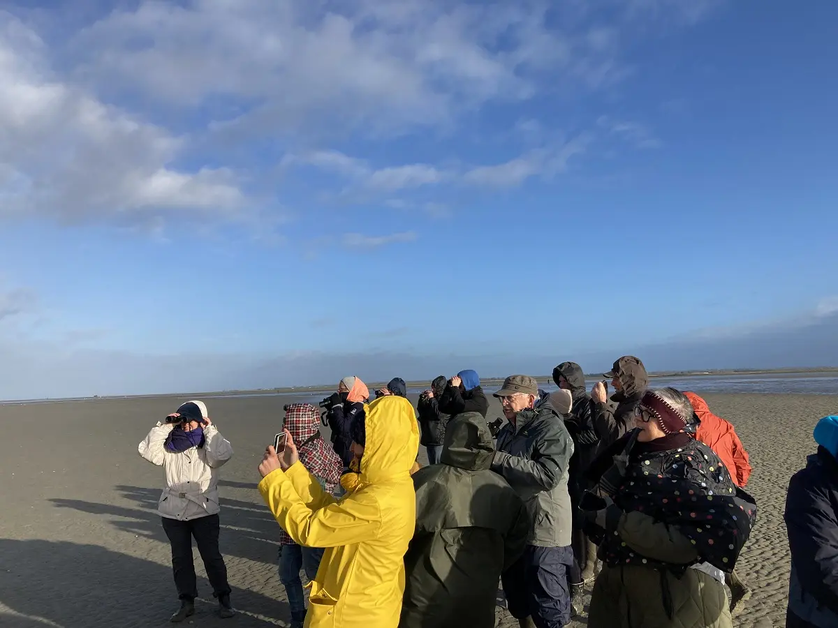 Baie des veys : ses oiseaux, ses phoques