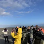 Baie des veys : ses oiseaux, ses phoques