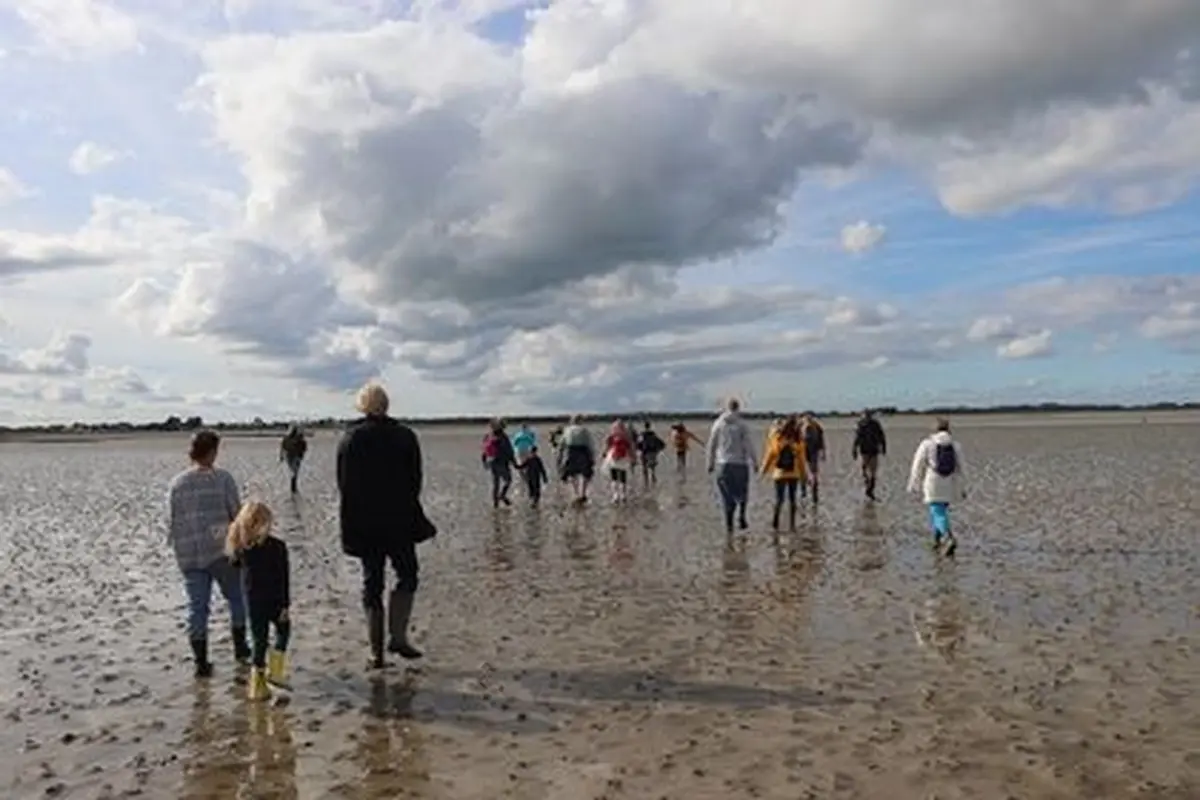 Baie des Veys : ses oiseaux, ses phoques