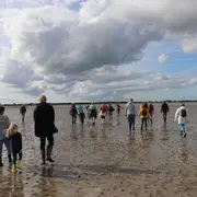 Baie des Veys : ses oiseaux, ses phoques