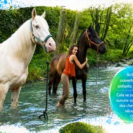 Baignade et détente avec les chevaux