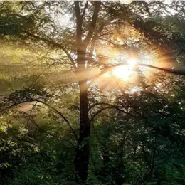Bain de forêt à BLASIMON