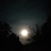 Bain de forêt de la pleine lune