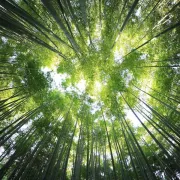 Bain de forêt, initiation aux bienfaits des arbres