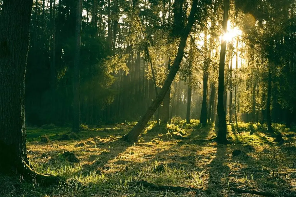 Bain de forêt : les bienfaits de la nature sur la santé humaine