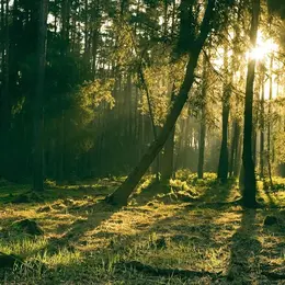 Bain de forêt : les bienfaits de la nature sur la santé humaine