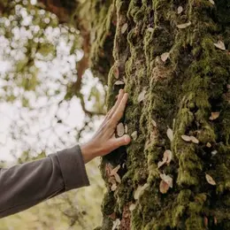 Bain de forêt / Quiétude et nature