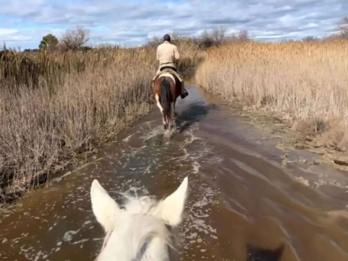 Balade à cheval de 1 à 2 heures à Sainte-Marie-de-la-Mer (13)