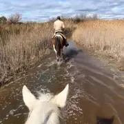 Balade à cheval de 1 à 2 heures à Sainte-Marie-de-la-Mer (13)