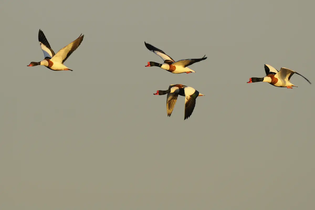 Balade à deux voix : déambulation poétique dans la Réserve ornithologique du Teich