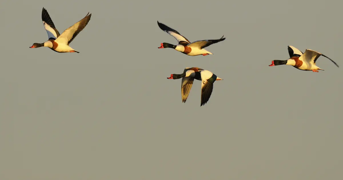 Balade à deux voix : déambulation poétique dans la Réserve ornithologique du Teich