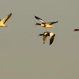 Balade à deux voix : déambulation poétique dans la Réserve ornithologique du Teich