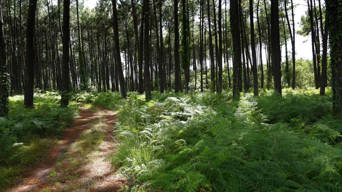 Balade à la découverte de la forêt