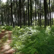 Balade à la découverte de la forêt