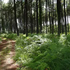 Balade à la découverte de la forêt