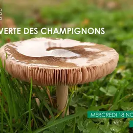 Balade – A La Découverte Des Champignons