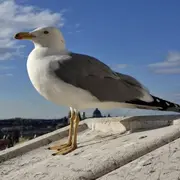 Balade à La Découverte Des Oiseaux