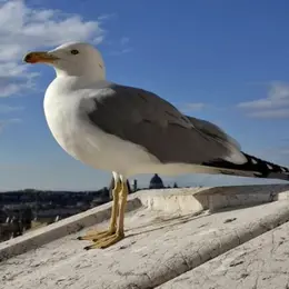 Balade à La Découverte Des Oiseaux