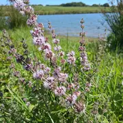 Balade à la découverte des plantes sauvages et comestibles