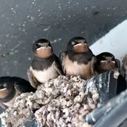 Balade à la rencontre des Hirondelles