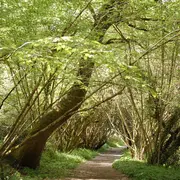 Balade « A la rescousse des arbres »