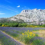 Balade apprenante au Grand Site Sainte-Victoire