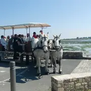 Balade attelée sur le port de Saint-Vaast-la-Hougue