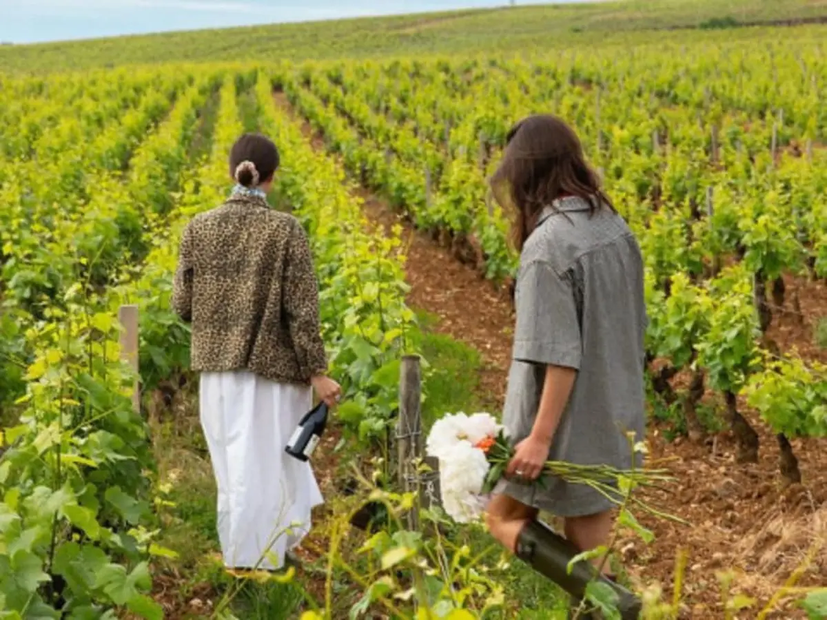 BaladeAu coeur de la vigne à Chambolle-Musigny (21)
