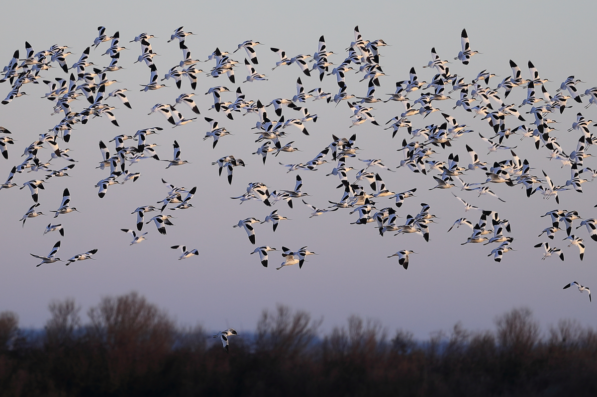 Balade au lever du jour dans la Réserve Ornithologique du Teich