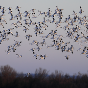 Balade au lever du jour dans la Réserve Ornithologique du Teich