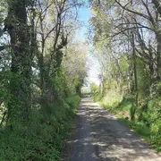 Balade au pays des arbres têtards