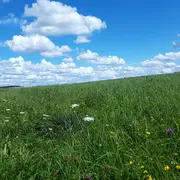 Balade autour des plantes