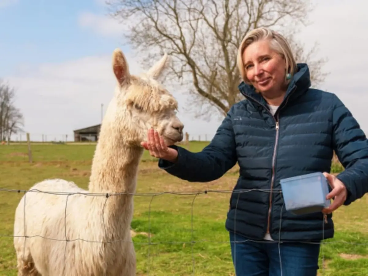 Balade avec des alpagas à La Cerlangue (76)