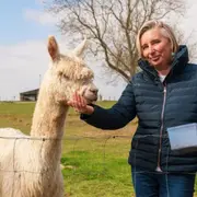 Balade avec des alpagas à La Cerlangue (76)