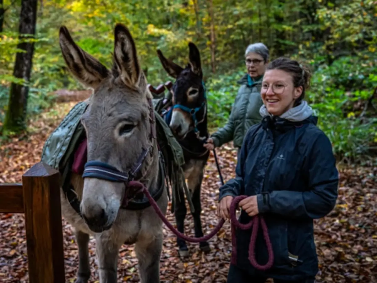 Balade avec des ânes bâtés sur la Vallée de la marne(51)