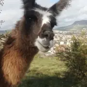 Balade avec des Lamas à Millau (12)