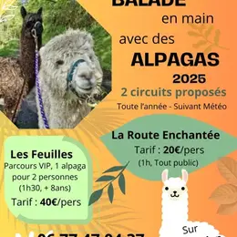 Balade avec les alpagas