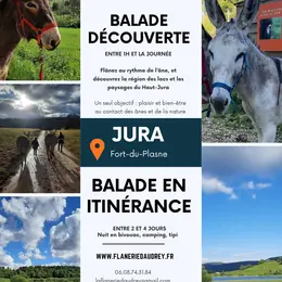 Balade avec les ânes