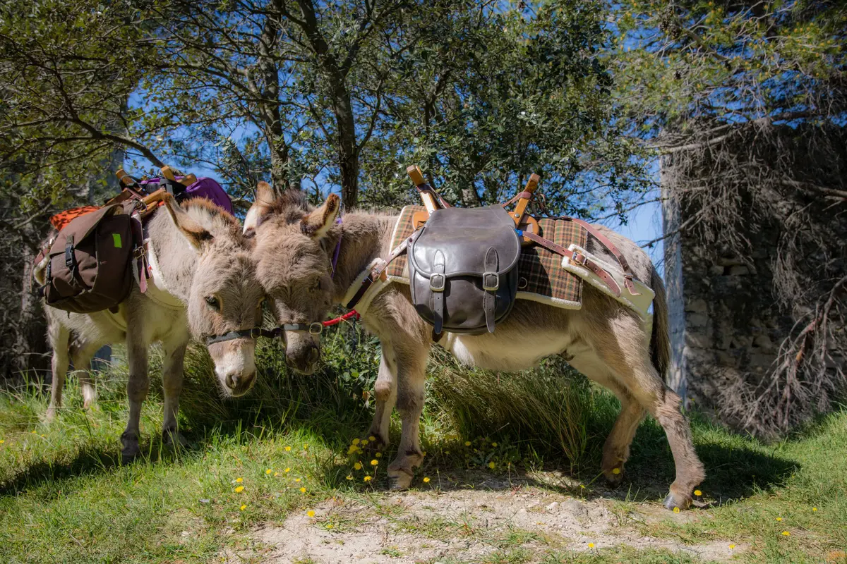 Balade avec les P'tits ânes : La transhumance autour de St Gabriel