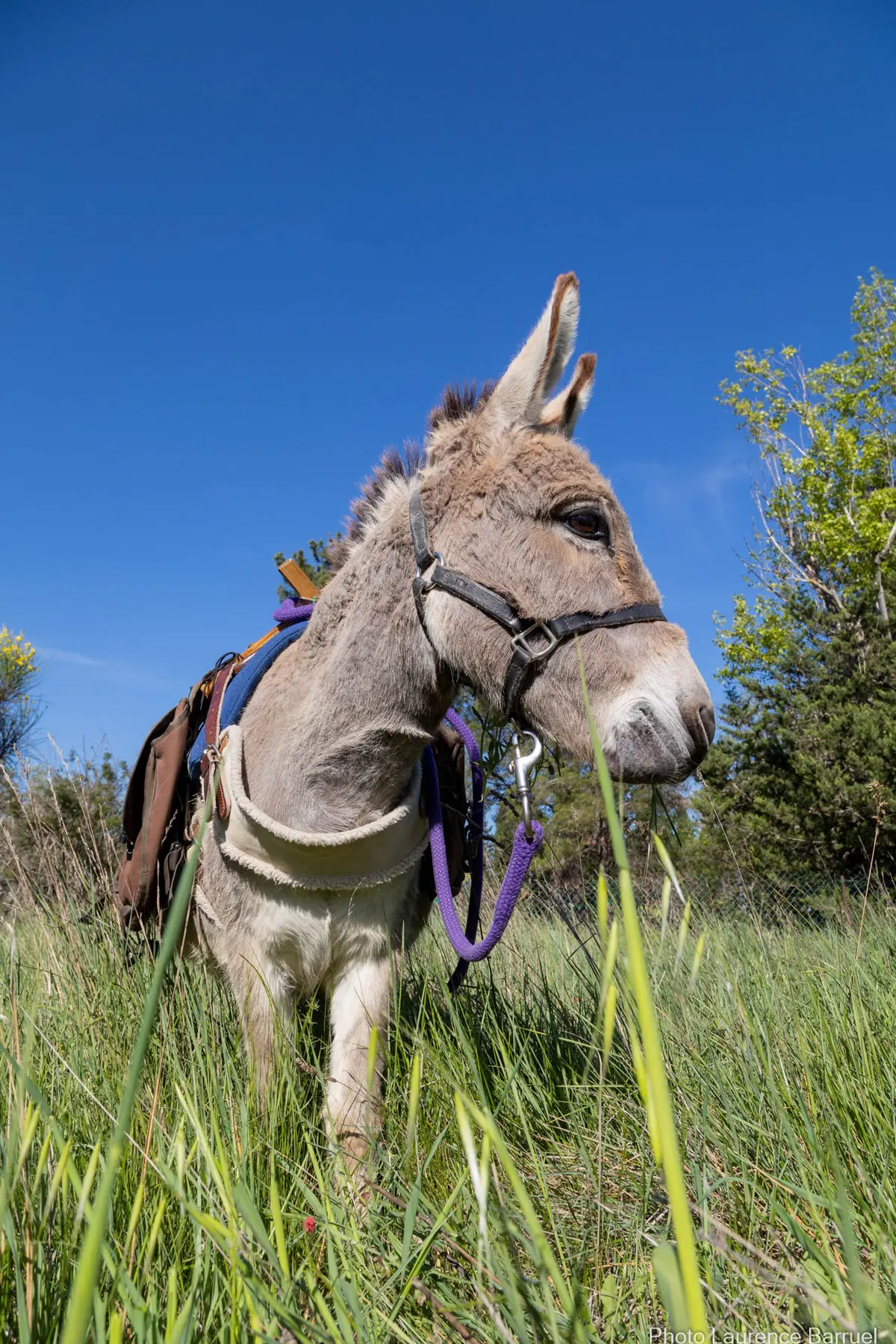 Balade avec les P'tits ânes : Sur le sentier des moulins