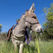 Balade avec les P'tits ânes : Sur le sentier des moulins