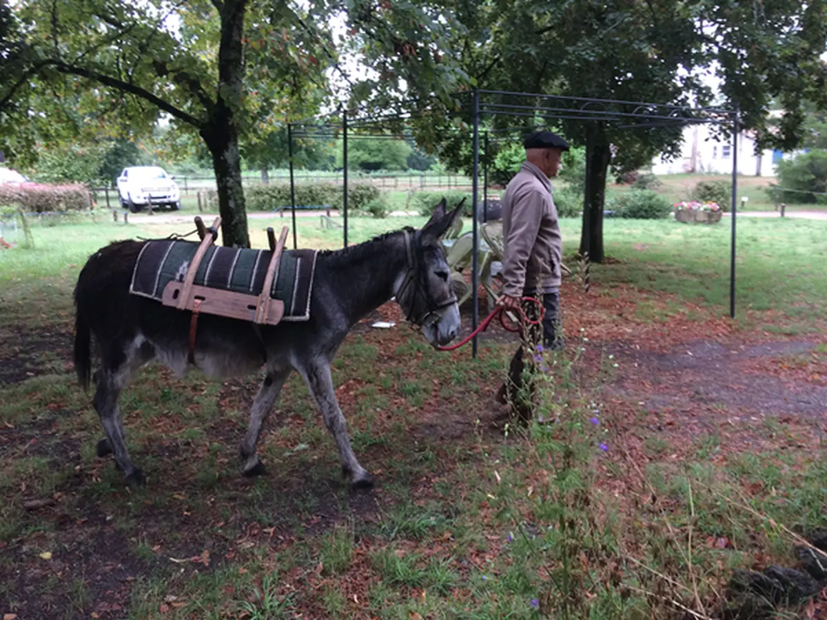 Balade avec un âne bâté