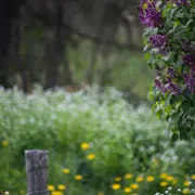 Balade Botanique avec Wawa