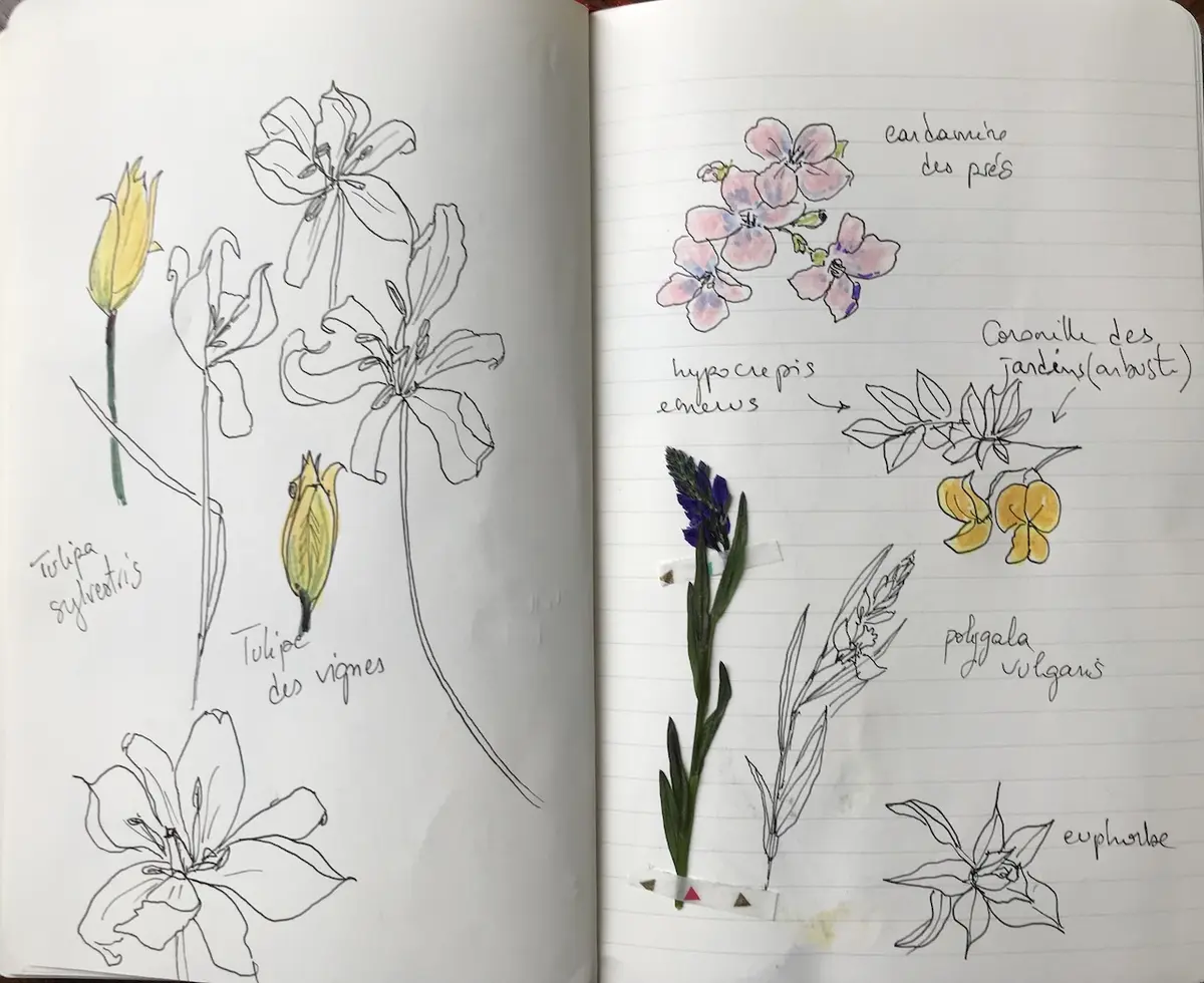 Balade botanique dessinée