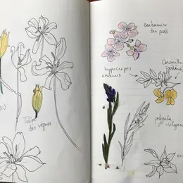 Balade botanique dessinée