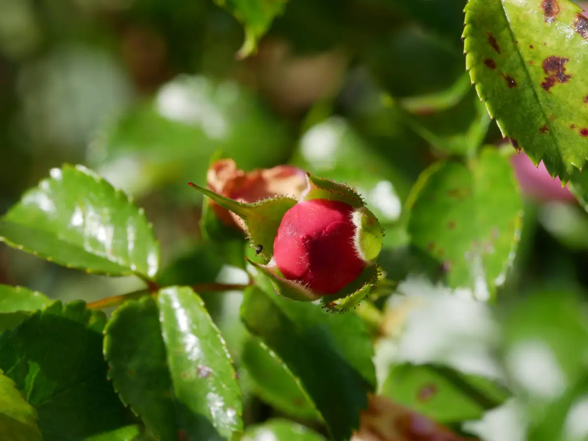 Balade botanique dessinée