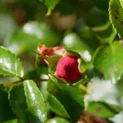 Balade botanique dessinée